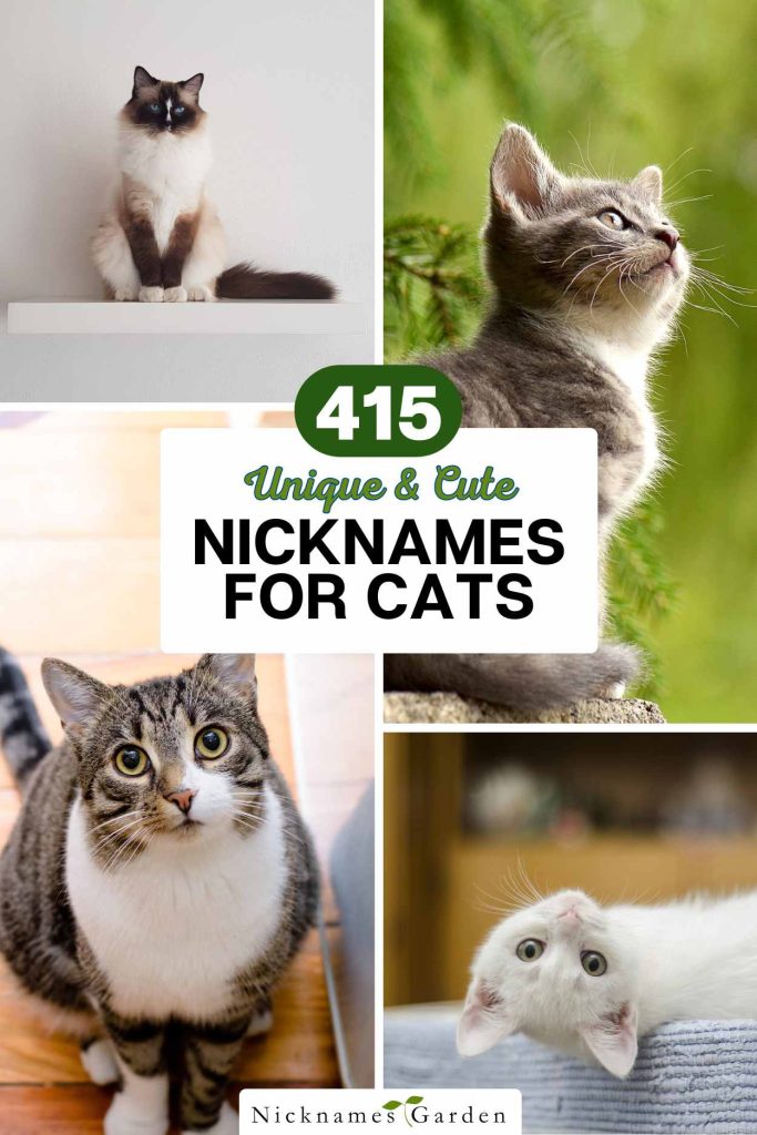 cat nicknames pin