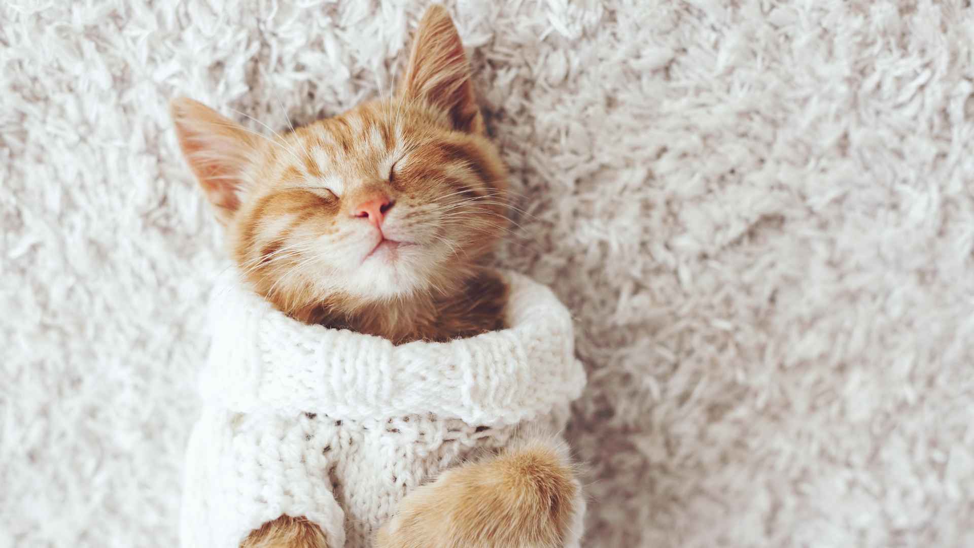 415 Perfect Cat Nicknames For Every Personality!