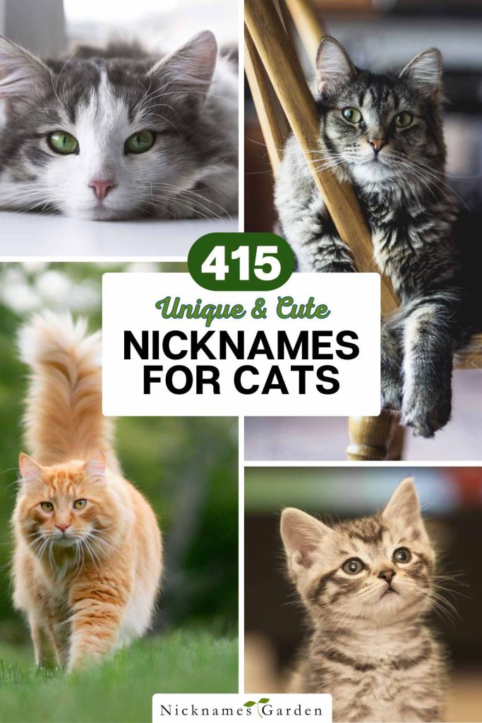 cat nicknames pin