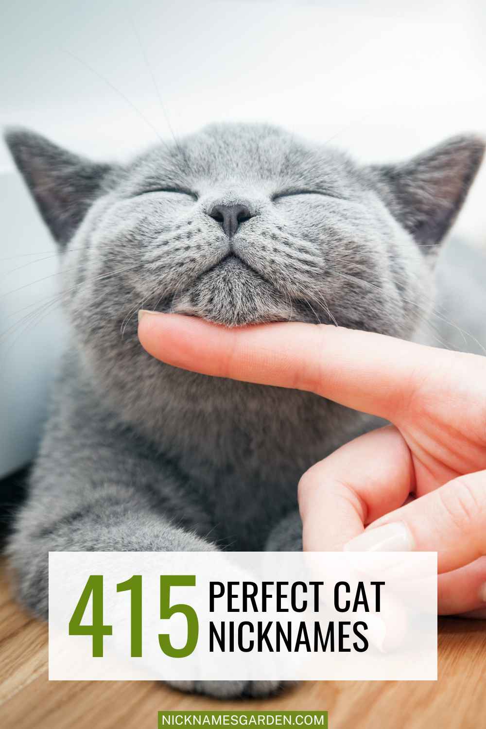 415 Perfect Cat Nicknames For Every Personality!