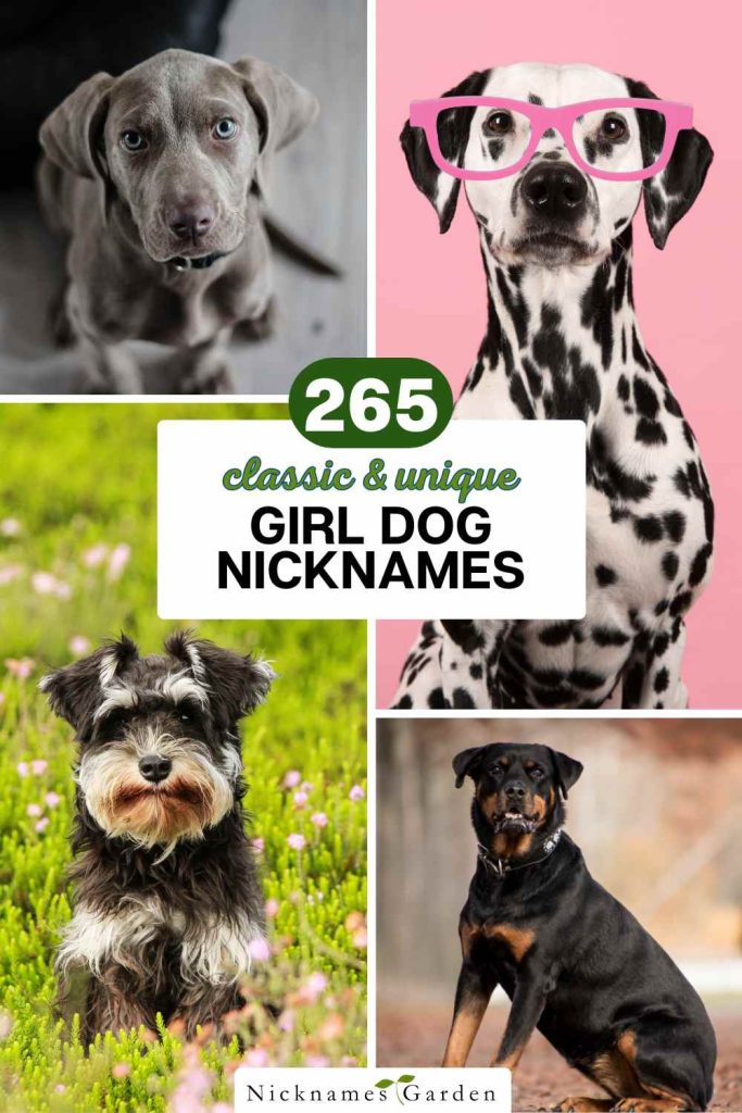 girl dog nicknames pin