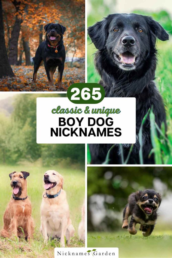 male dog nicknames pin