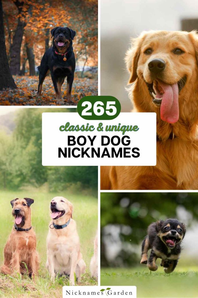 male dog nicknames pin