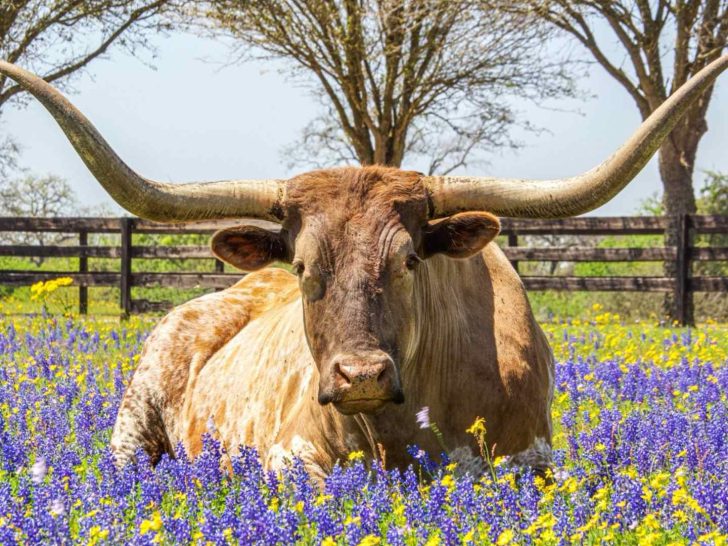 nicknames for Texas