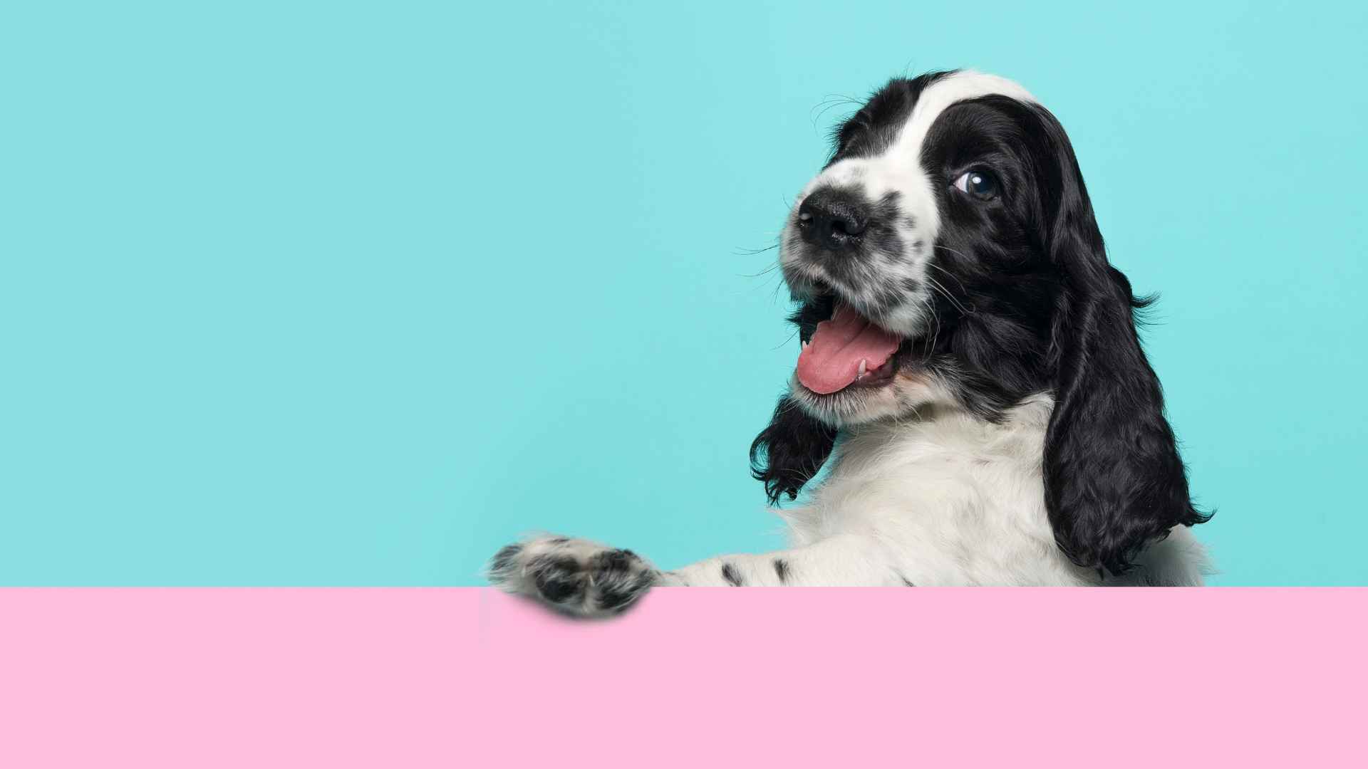 nicknames for girl dogs