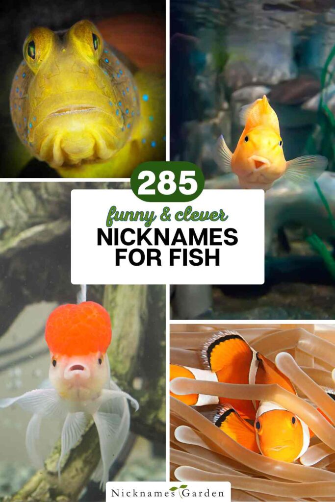 funny fish nicknames pin