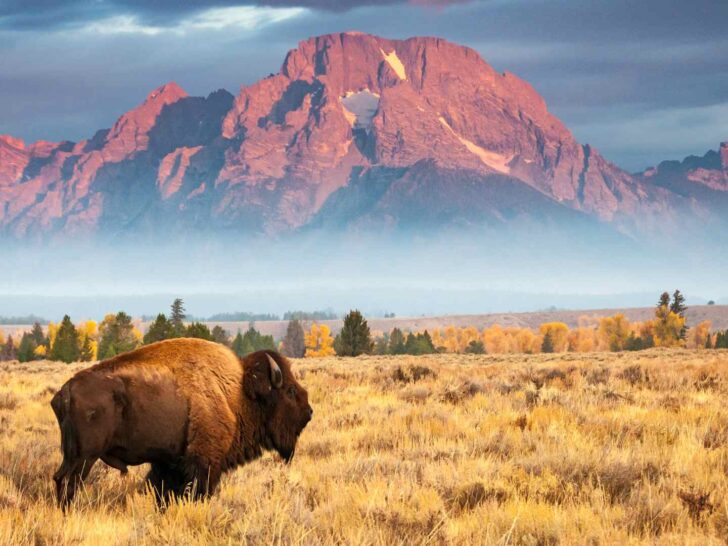 15+ Wyoming Nicknames: Origins & Meanings