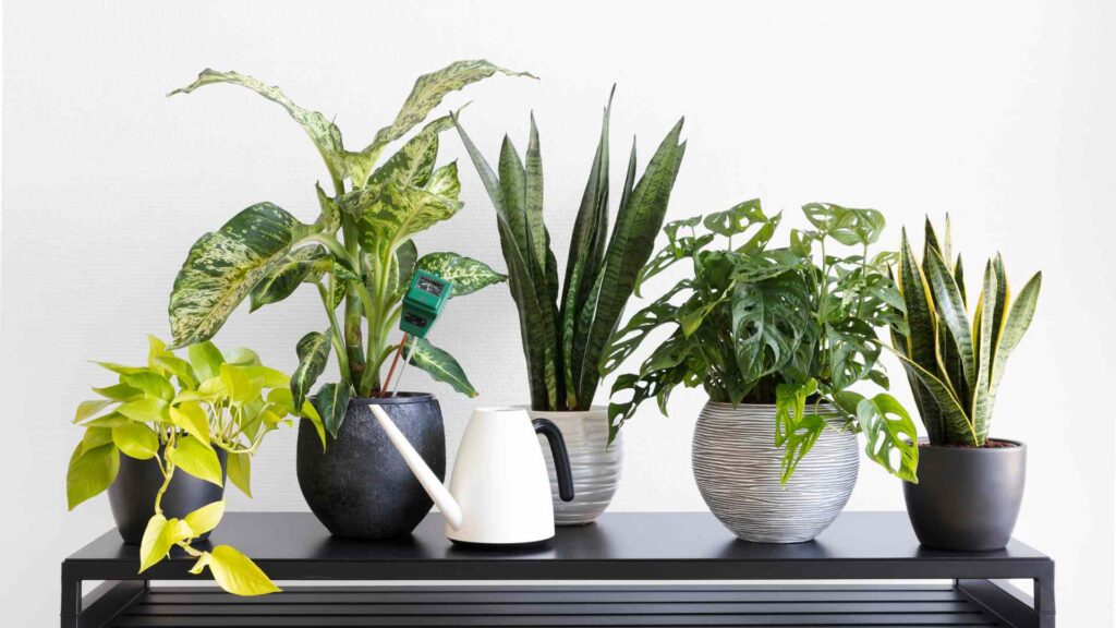 names for plants