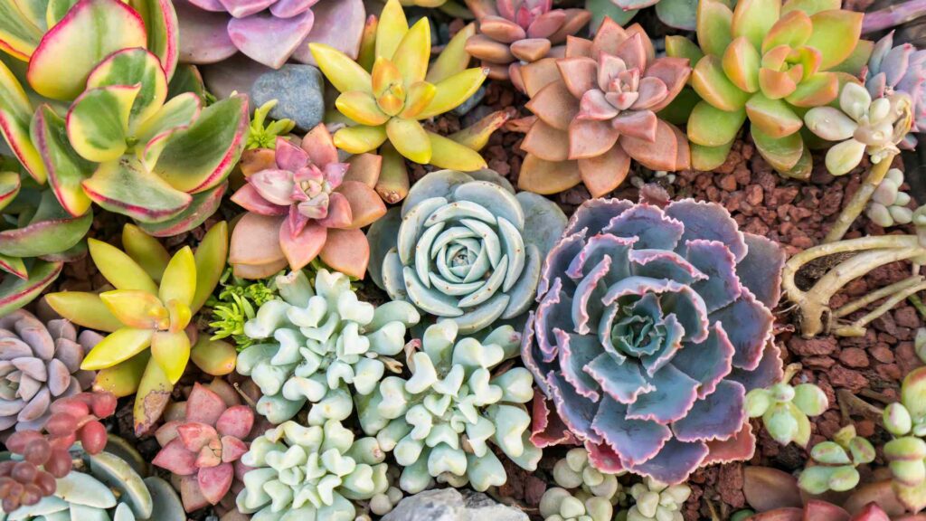 plant nicknames