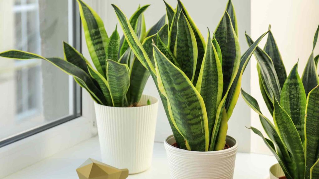 plant nicknames